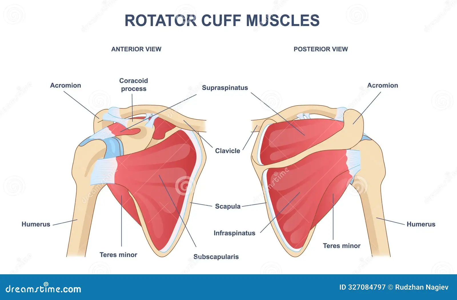 Knee anatomy diagram showing bones, ligaments and cartilage